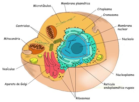 La cellula eucariota